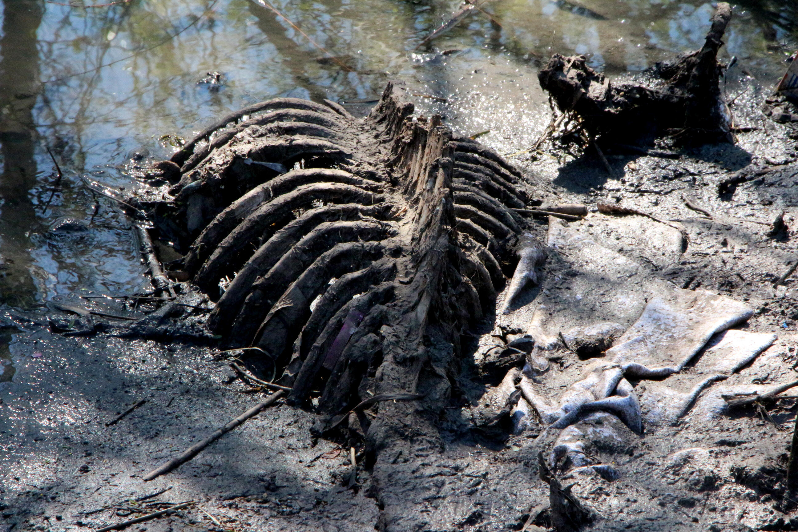 De nombreuses têtes et os de chevaux et d'ânes ont été retrouvés dans le lit du ruisseau