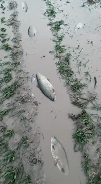 Kozan’da şiddetli yağış Tarlalarda balık tuttular