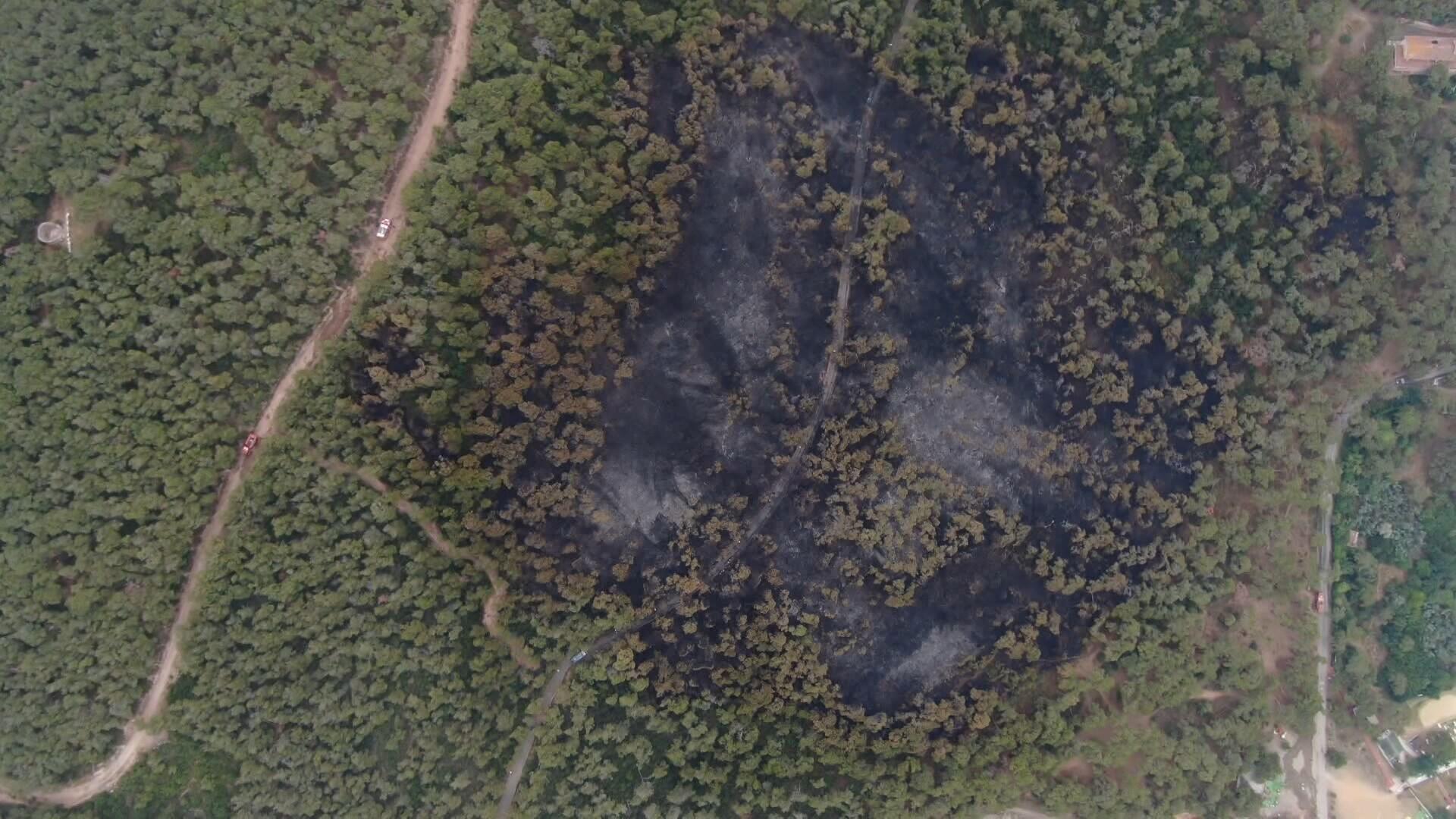 Heybeliadada büyük orman yangınından 1 yıl sonra küle dönen alandaki değişim