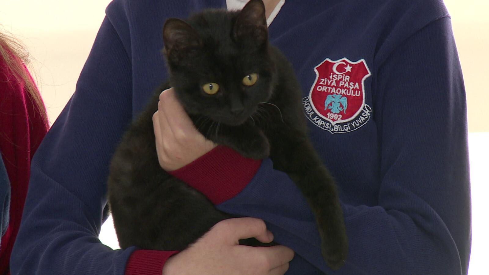 Stray cat found by students during recess became the schools mascot