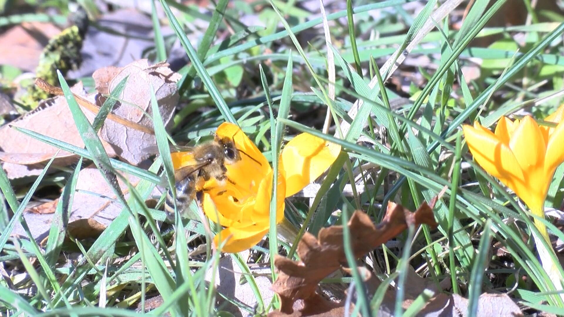 Arıcılar kendi kuracakları, düşük maliyetli sistem ile kovanlarını soğuktan koruyacak