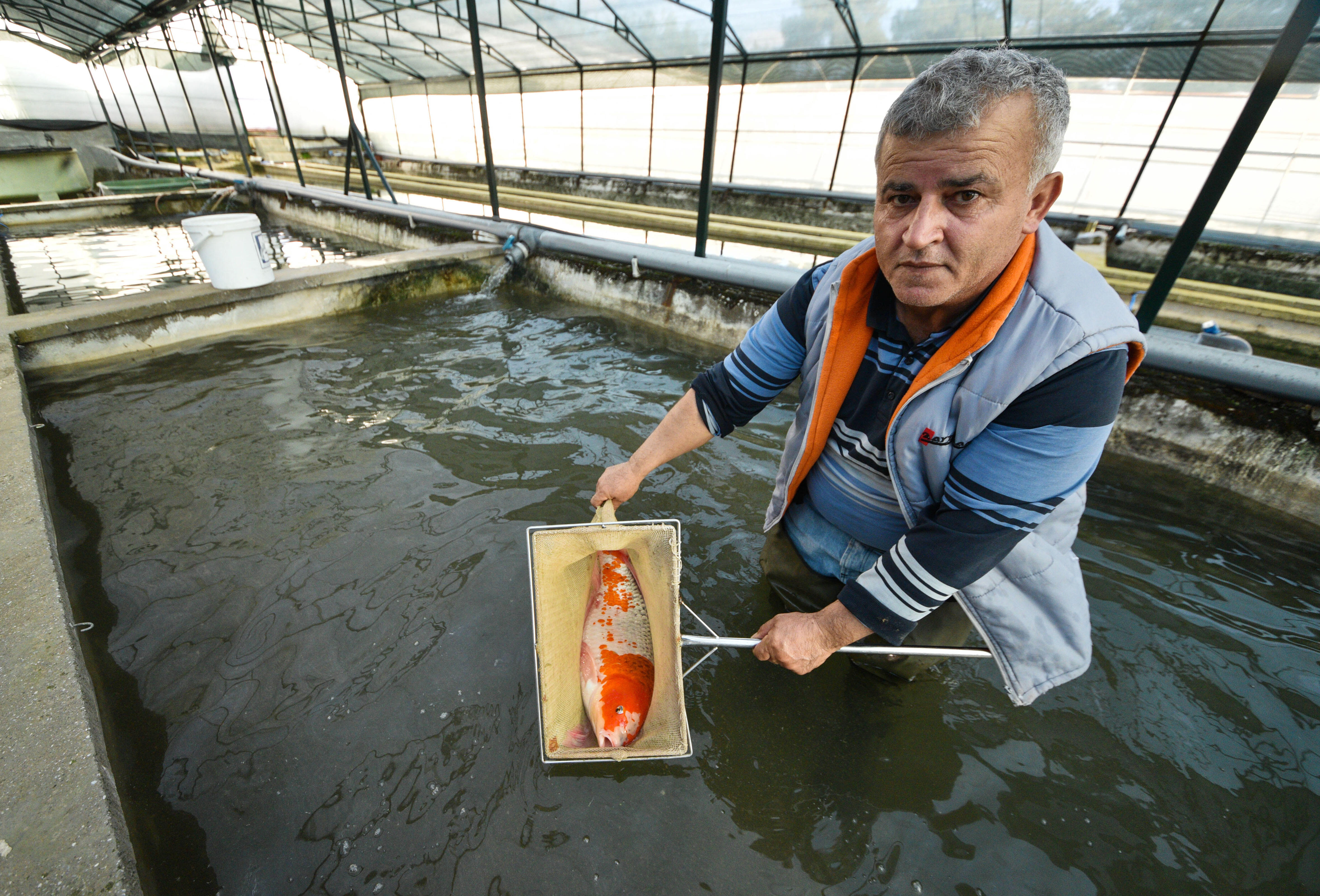 Antalyada üretilen 1 milyon Japon balığı iç piyasada ilgi gördü