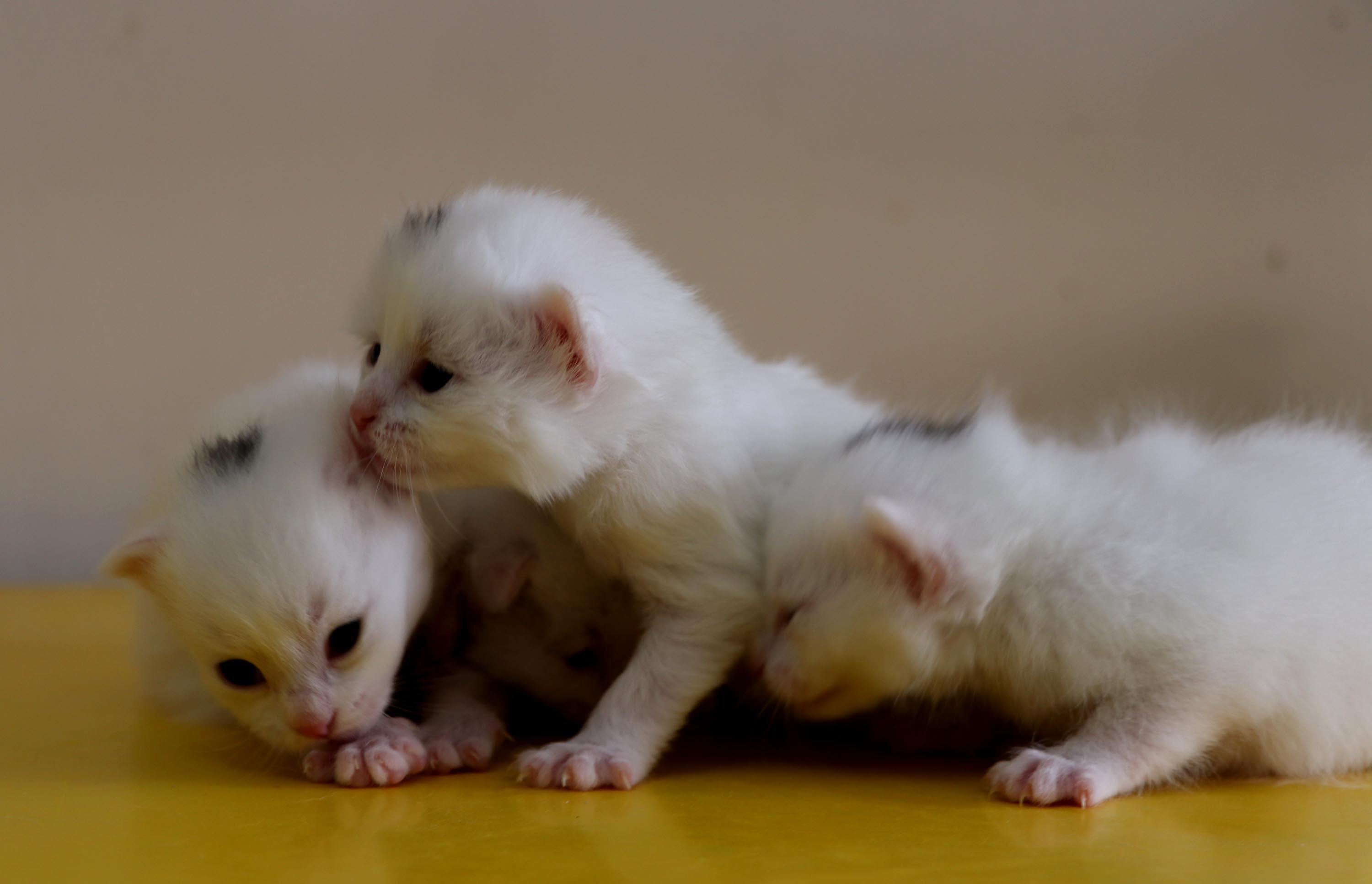 Van Kedi Villası�nda 100 yeni yavru dünyaya geldi Video Haberleri