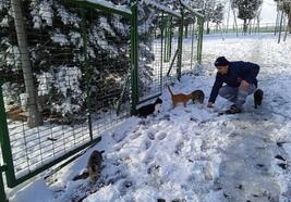 Küçükçekmece’de ekiplerden karlı havada sokak hayvanlarına destek