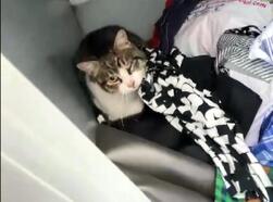 Küçükçekmece'de giyim kumbarasında mahsur kalan kediyi itfaiye kurtardı