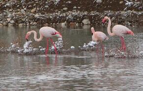 Göç yolundaki flamingolardan İvriz Baraj Gölü'nde mola
