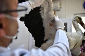 Yaralı leylek dünyanın ilk hayvan hastanesinde tedavi altına alındı