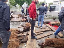 Koyun yüklü kamyonetin otomobile, ardından bariyerlere çarptığı kazada, 18 koyun öldü