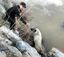Erzincan'da dereye düşen köpeği belediye ekipleri kurtardı
