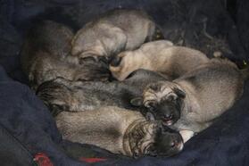 Çöp konteynerinde buldukları 6 yavru köpeği biberonla beslediler
