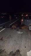 Otomobilin çarptığı sürüdeki koyunlardan 30'u öldü, 10'u yaralı