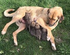 Anneleri ölen tilki yavrularına karakoldaki köpek süt annelik yaptı