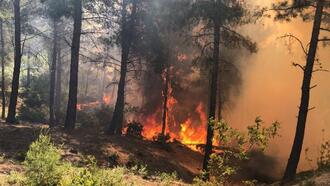 Hatay'da orman yangını (1)