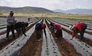 Gaziantep’te biber fidesi ekimi yapılıyor