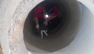 Nusaybin'de kanalizasyon çukuruna düşen yavru köpeği itfaiye kurtardı