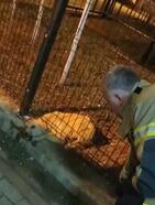 Parkın koruma tellerine sıkışan köpek, itfaiye ekiplerince kurtarıldı