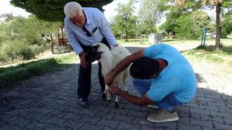 Derede mahsur kalan koyunu bir vatandaş kurtardı