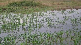 Kocaeli'de ekili arazileri su bastı