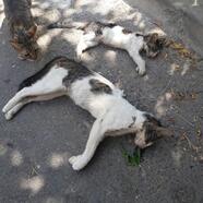 Manisa'da zehirlendikleri öne sürülen 15 kedi ile 1 köpek ölü bulundu