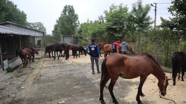 Düzce'de 10 at kurtarıldı; kesim düzeneği olan binanın sahibi gözaltında