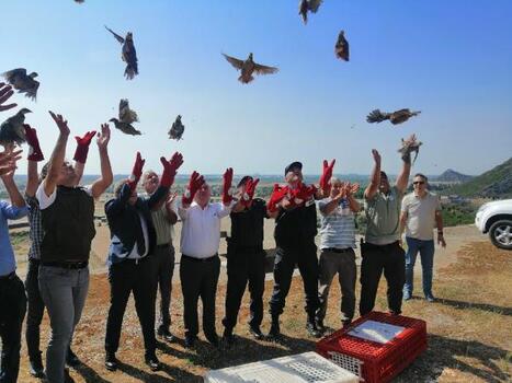 400 kınalı keklik doğaya salındı