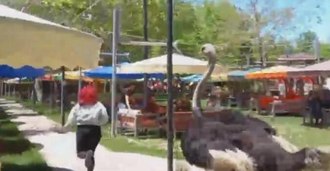Barınaktan çıkan deve kuşu, kafe bahçesindeki müşteriyi kovaladı
