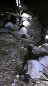 Van'da yıldırım düştü; 63 küçükbaş öldü, çoban yaralı