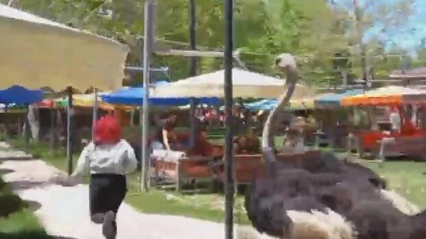 Ostrich chased, woman ran away screaming