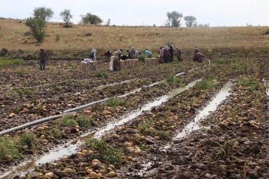 Afyon'da sağanak nedeniyle iş yerleri ve patates tarlalarını su bastı