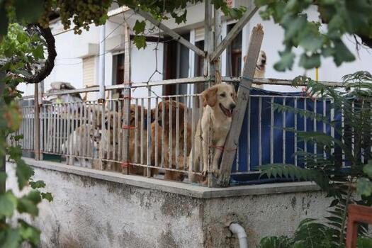 Aç kalan köpeklerin, kilitli tutuldukları evde birbirini öldürdüğü iddia edildi