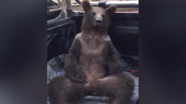 A bear in Duzce blacked out after eating too much honey