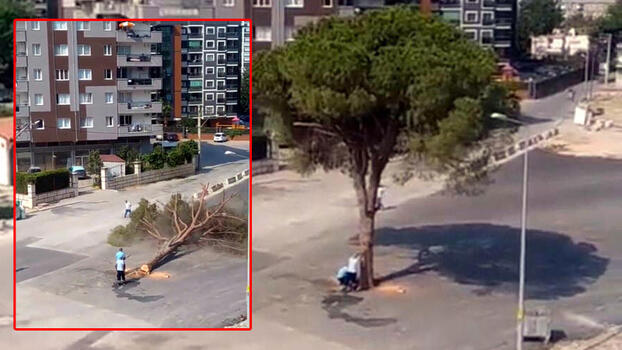 İzmir'de 'yarım asırlık ağacın kesilmesi' tartışması