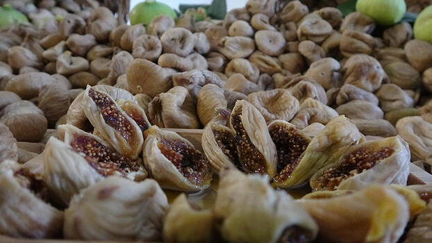 Aydın'ın kuru incirinde 75 bin ton rekolte beklentisi