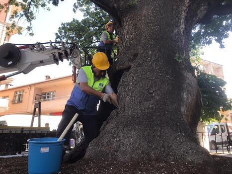 İki asırlık hasta sakız ağacı, ölümcül bakterilerden temizlendi