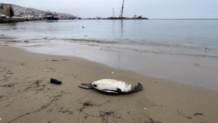 Sinop sahilinde 25 kara gerdanlı dalgıç ölüsü bulundu