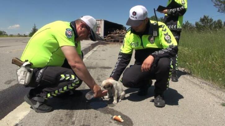 TIR devrildi, yaralı sürücü yavru köpeğini polislere emanet etti