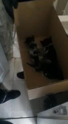 Havalandırma boşluğuna düşen 3 yavru kedi kurtarıldı