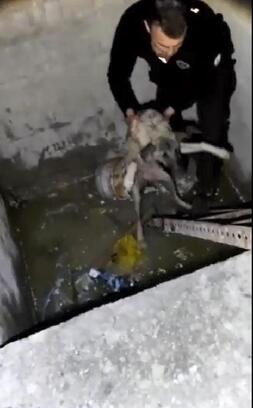 Asansör boşluğuna düşen köpeği bekçiler kurtardı