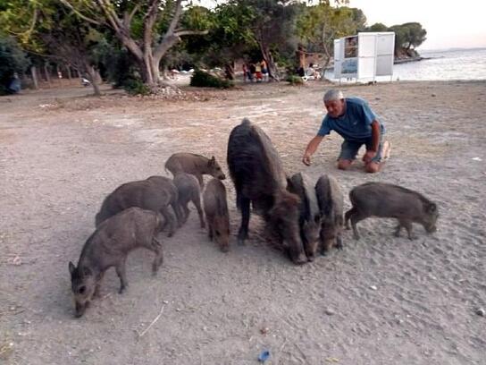 Sahilde yanlarına kadar gelen domuz ve yavrularını beslediler