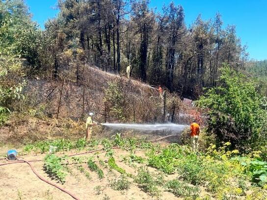 Geniş haber / Beykoz'da çıkan orman yangını söndürüldü