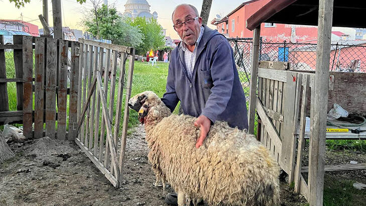 Arnavutköy'de koyunlara sokak köpekleri saldırdı; 3'ü öldü 7'si yaralandı