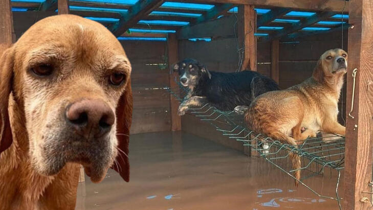 Sel felaketinden kurtarılan 30 köpek, Bursa'da tedavi ediliyor