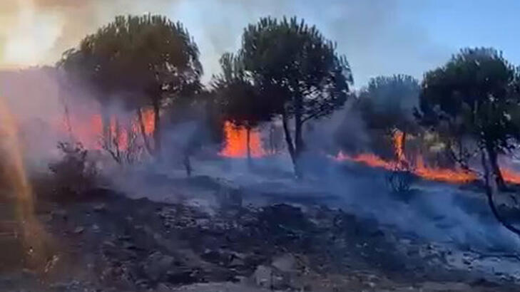Sancaktepe'de orman yangını