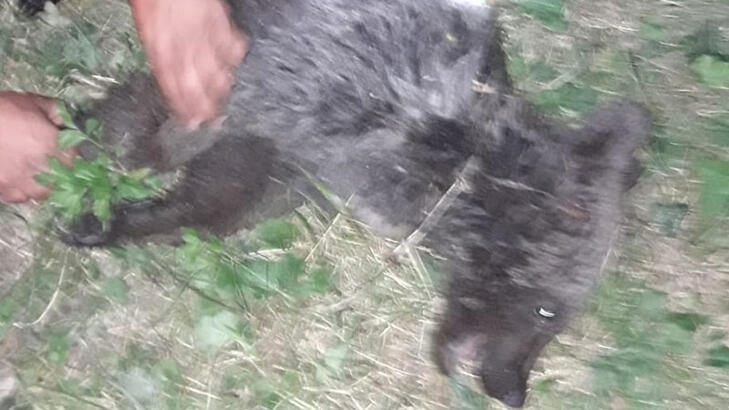 Kastamonu'da, ayağı kırılan yavru ayı tedaviye alındı