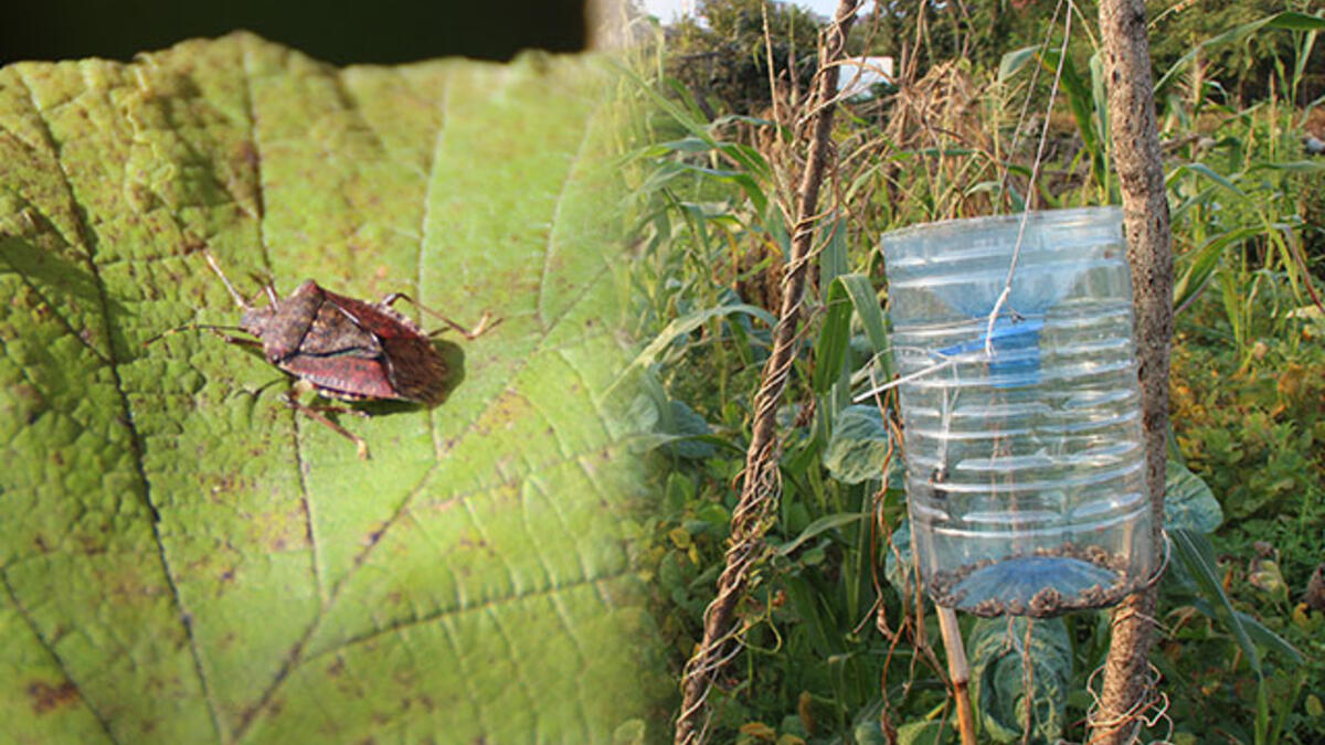 Fındık ağaçlarını kurutan kahverengi kokarca böceğine damacanalı önlem -  Gündem Haberleri