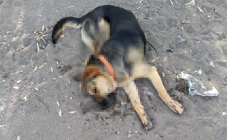 Dikilide 5 köpeği zehirli sosisle öldürdüler