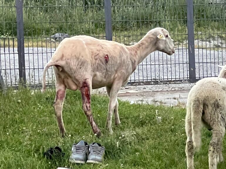 Arnavutköyde koyunlara sokak köpekleri saldırdı; 3ü öldü 7si yaralandı