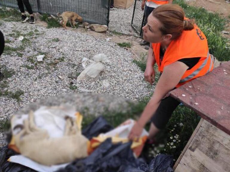 Ankarada zehirlenen 9 yavru köpekten 2si öldü