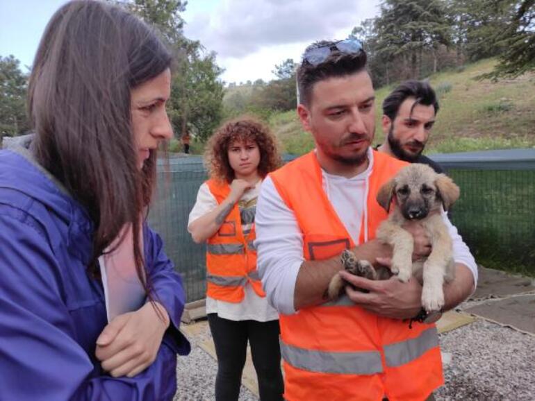 Ankarada zehirlenen 9 yavru köpekten 2si öldü