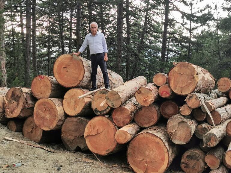 AK Partili Ceylandan anıt ağaç kesimi tepkisi